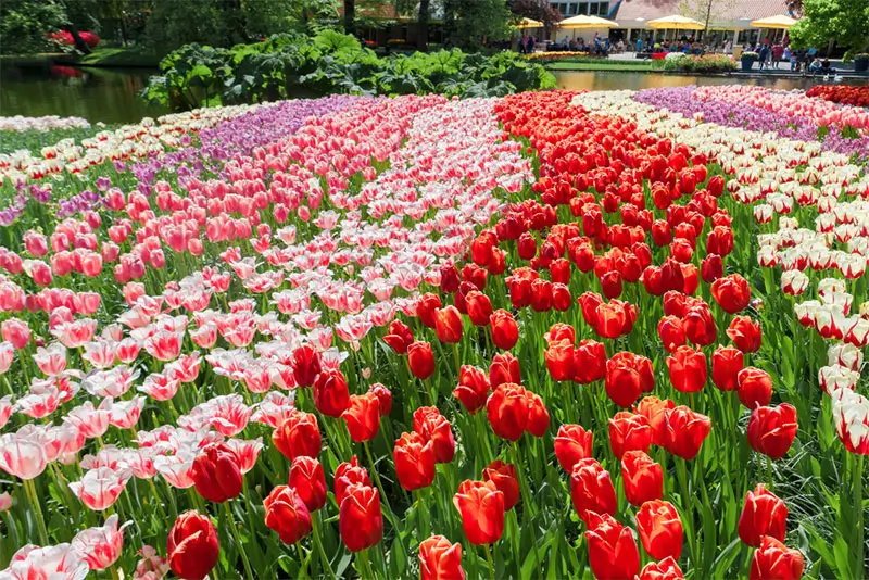 tulip-field-keukenhof-gardens-lisse-netherlands